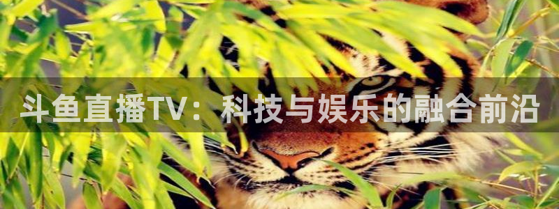 nba直播在线极速体育