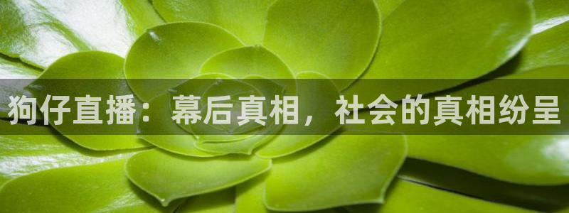 极速足球直播网